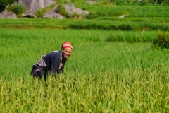 Tai rouge récoltant le riz[1]