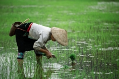 Black Thai in Dien Bien Phu