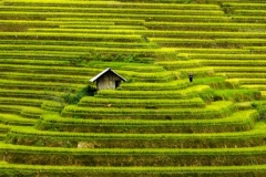 Mu Cang Chai