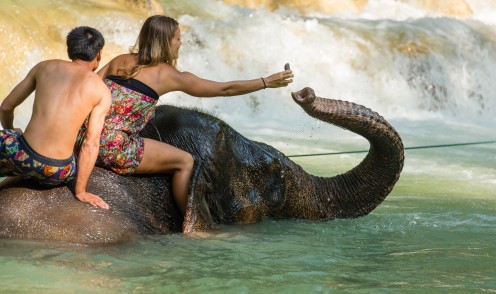 Elephant bath