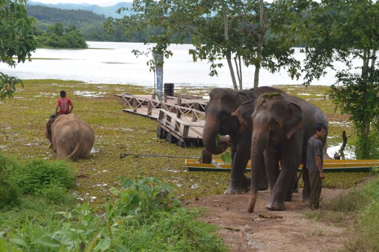 Elephants