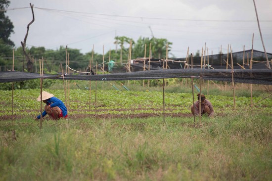 Farmers